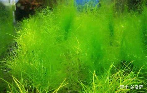 魚缸藻類滋生
